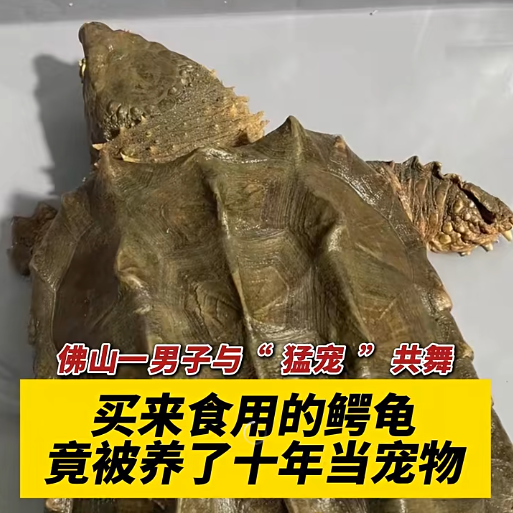 佛山一男子与“猛宠”共舞