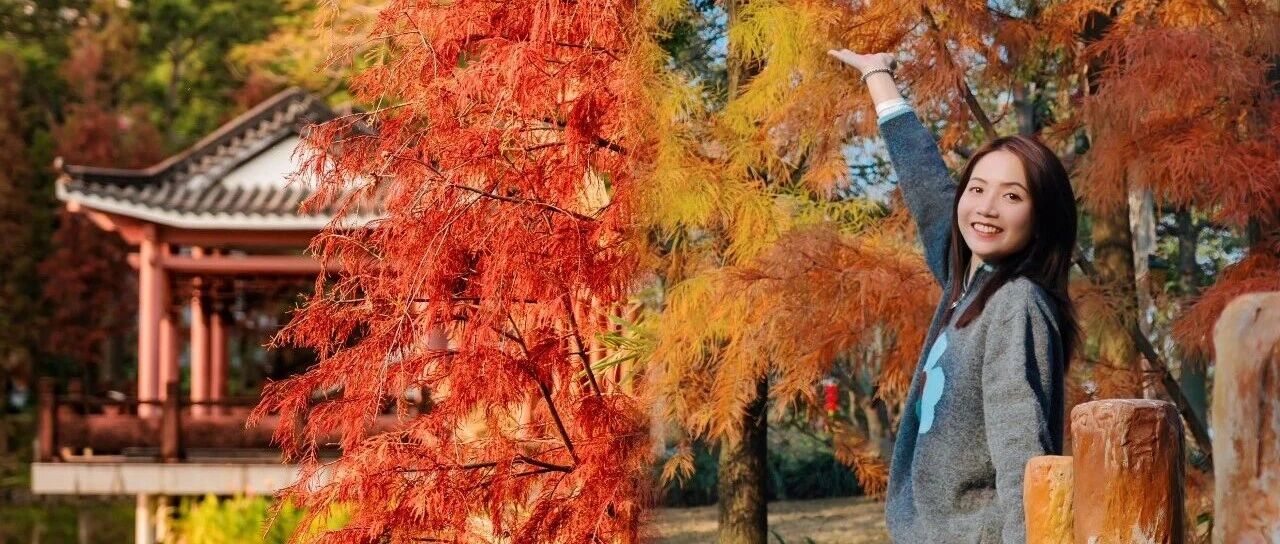 落羽杉红了！美到心坎里！丹灶周末游首选→