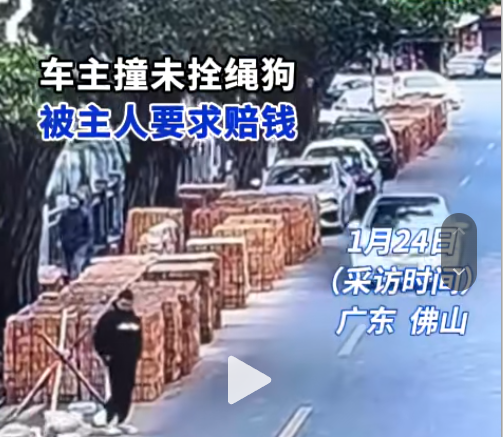 佛山一车主撞未拴绳狗被主人要求赔钱