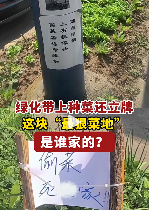 南海一绿化带上种菜还立牌，这块“最狠菜地是谁家的？